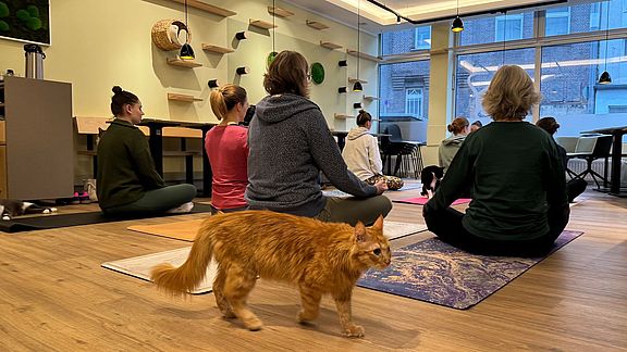 Eine Gruppe von Menschen sitzt im Schneidersitz auf Yogamatten in einem hell erleuchteten Studio und blickt nach vorne. Im Vordergrund läuft eine orangefarbene Katze über den Boden. Im Hintergrund sind Regale und große Fenster zu sehen.
