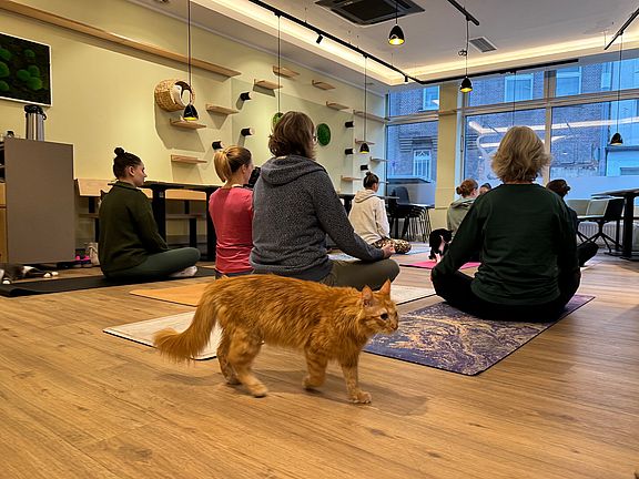 Eine Gruppe von Menschen sitzt im Schneidersitz auf Yogamatten in einem hell erleuchteten Studio und blickt nach vorne. Im Vordergrund läuft eine orangefarbene Katze über den Boden. Im Hintergrund sind Regale und große Fenster zu sehen.